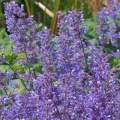 nepeta-purrsian-blue-WK-500x500.webp