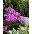 floks-wiechowaty-flame-pro-violet-charm-phlox-paniculata.jpg