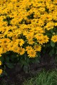 rudbeckia-smileyz-passion_3.jpg