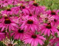echinacea-purple-emperor_5.jpg