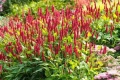 rdest DARK RED.webp
