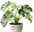 monstera.jpg
