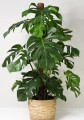 monstera-deliciosa-fensterblatt-plant-xl-41791996231947.jpg