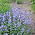 purrsian-blue_nepeta-x-faassenii.jpg