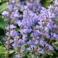purrsian-blue_nepeta-x-faassenii-rosa-1.jpg