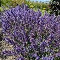 purrsian-blue_nepeta-x-faassenii-rosa-2.jpg