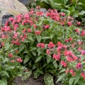 shrimps-on-the-barbie_pulmonaria-hybrida_rosa-1.jpg