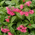 shrimps-on-the-barbie_pulmonaria-hybrida_rosa-2.jpg
