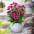 pearl-dark-pink_echinacea-hybrida_rosa-1.jpg