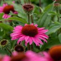 pearl-dark-pink_echinacea-hybrida_rosa-2.jpg