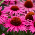 pearl-dark-pink_echinacea-hybrida_rosa-3.jpg