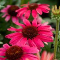 pearl-magenta_echinacea-hybrida_rosa.jpg