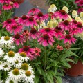 pearl-magenta_echinacea-hybrida_rosa-1.jpg