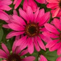 pearl-magenta_echinacea-hybrida_rosa-2.jpg