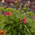 pearl-magenta_echinacea-hybrida_rosa-3.jpg