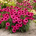 sensation-wild-romance_echinacea-hybrida.jpg