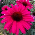 sensation-wild-romance_echinacea-hybrida-rosa-2.jpg