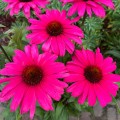 sensation-wild-romance_echinacea-hybrida-rosa-3.jpg