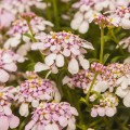 pink-ice_iberis-sempervirens_rosa.jpg
