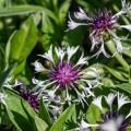 amethyst-in-snow_centaurea-montana_rosa.jpg