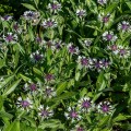 amethyst-in-snow_centaurea-montana_rosa-1.jpg