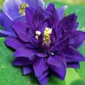blue-barlow_aquilegia-vulgaris_rosa.jpg