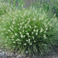 little-bunny_pennisetum-alopecuroides-rosa-1.jpg