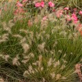 little-bunny_pennisetum-alopecuroides-rosa-2.jpg