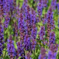 salute-deep-blue-imp_salvia-nemorosa_rosa.jpg