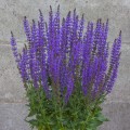salute-deep-blue-imp_salvia-nemorosa_rosa-1.jpg