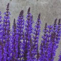 salute-deep-blue-imp_salvia-nemorosa_rosa-2.jpg