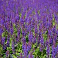 salute-deep-blue-imp_salvia-nemorosa_rosa-3.jpg