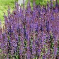 salute-deep-blue-imp_salvia-nemorosa_rosa-4.jpg