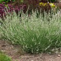 edelweiss_lavandula-x-intermedia_rosa-1.jpg