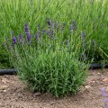 lawenda-hidcote-compact-blue-2.jpg