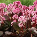 dragonflypinkdragonfly_bergenia-hybrida_rosa-3.jpg