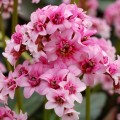 dragonflypinkdragonfly_bergenia-hybrida_rosa-4.jpg