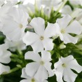 early-white_phlox-rosa.jpg