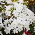 early-white_phlox-rosa-2.jpg