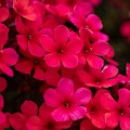 early-red_phlox-paniculata_skleprosa.jpg