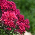 early-red_phlox-skleprosa-1.jpg