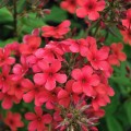 early-red_phlox-skleprosa-2.jpg