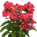 flame-coral_phlox-paniculata_skleprosa.jpg