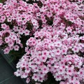 phlox-early-pink-02.jpg