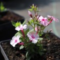 phlox-early-pink-2.jpg