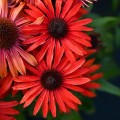 fountain-red_echinacea-hybrida_rosa-1.jpg