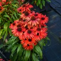 fountain-red_echinacea-hybrida_rosa-2.jpg