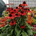 fountain-red_echinacea-hybrida_rosa-3.jpg
