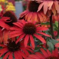 fountain-red_echinacea-hybrida_rosa-4.jpg
