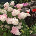 vanilee-fraise-rosa.jpg